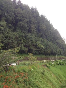 山间绿野风光