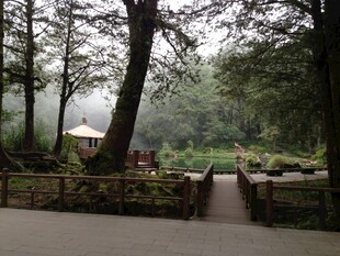 林间小道 静谧自然之景