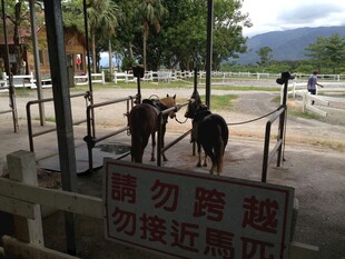 景区内的山羊
