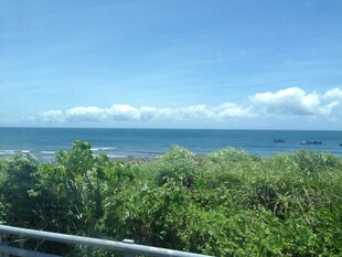 海边绿植与蔚蓝大海景观