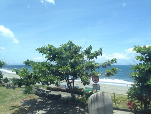 海边绿树成荫的美丽景致