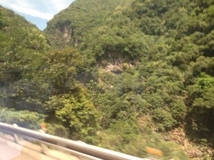 山间公路旁的葱郁植被