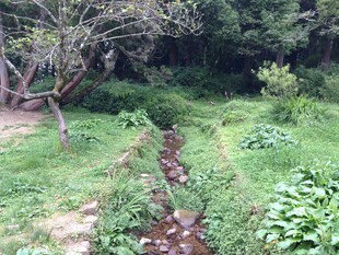 山间小径旁的潺潺小溪