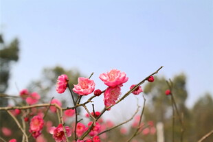 枝头绽放的娇艳红梅花