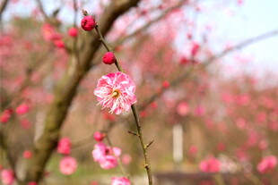 春日绽放的娇艳粉色梅花