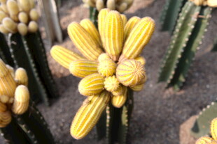 黄色仙人掌花朵特写