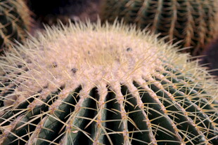 球形仙人掌特写