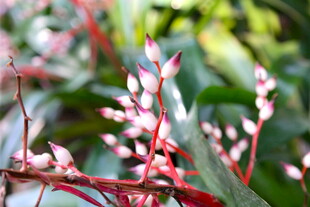 粉色花朵植物特写