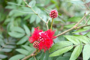 艳丽朱缨花绽放绿叶间