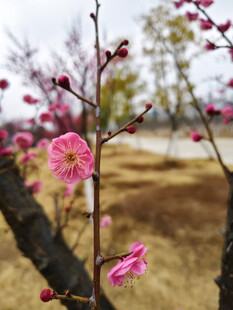枝头梅花