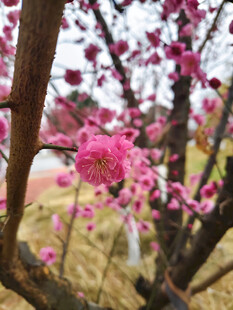 梅花枝头开