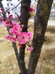 枝头梅花
