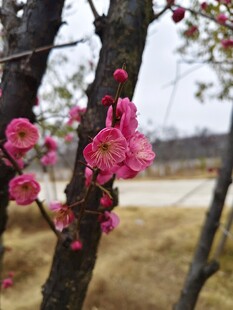 枝头粉色梅花