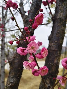 梅花