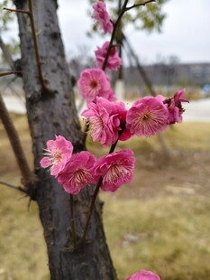 梅花