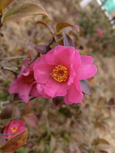 山茶花