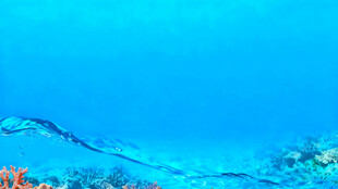 海底美丽珊瑚景观