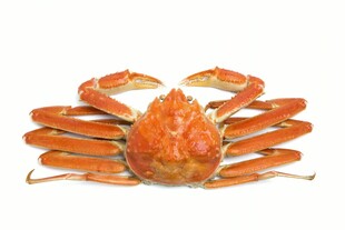 大螃蟹