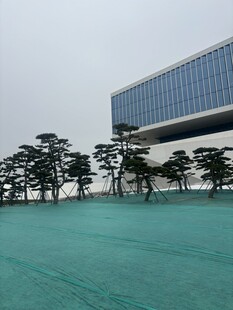 现代建筑旁的葱郁树木