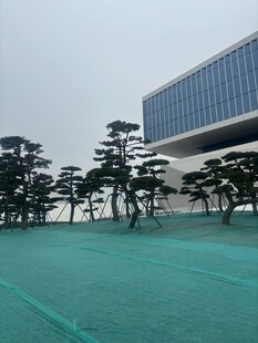 现代建筑前的绿树景观