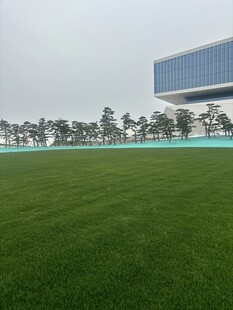 绿茵场地与远处现代建筑