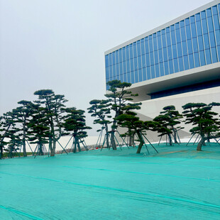 现代建筑旁的翠绿景观