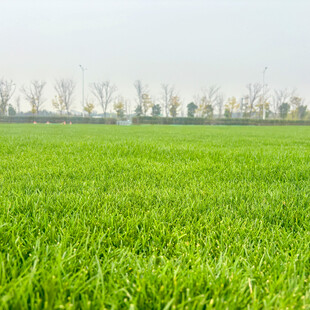 翠绿麦田