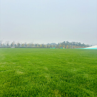 广袤绿草地风光