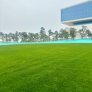 城市中开阔的翠绿草坪