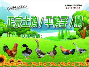 正宗土鸡干鸭子鹅等出售