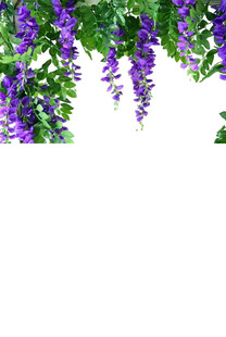 垂挂紫藤花 浪漫自然景
