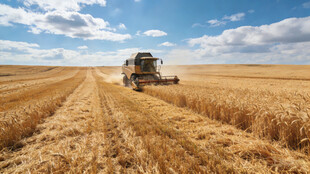 麦田里的联合收割机作业