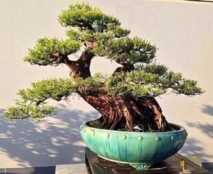 盆景