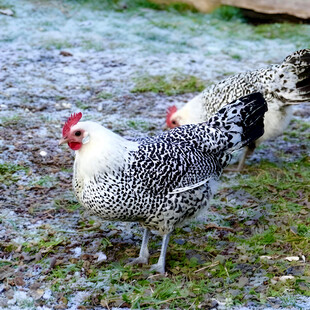 散养鸡