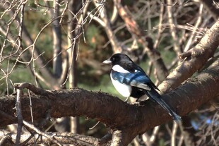 树枝上的美丽小鸟