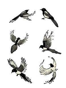 多种姿态的喜鹊插画