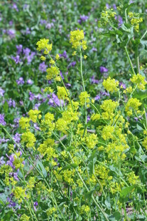 油菜花   