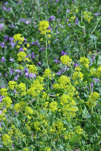 油菜花 