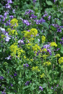 油菜花  