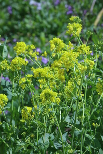 油菜花 