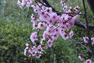 桃花 