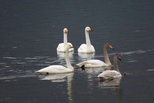 湖面上的优雅天鹅群