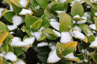 雪覆绿叶的清新景致