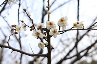 枝头绽放的清丽白梅花