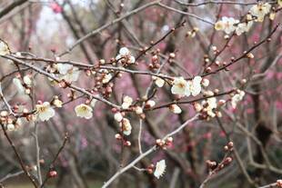 白梅花