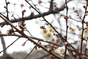 白梅花