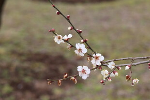 梅花