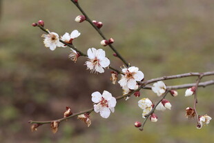 白梅花