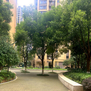 小区内绿树成荫的道路