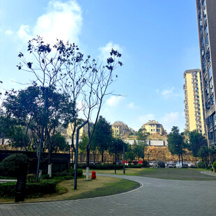 城市公园中的宁静景致